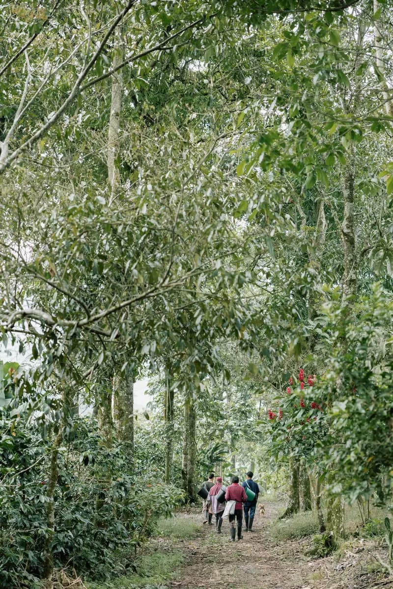 Senderismo por el Bosque